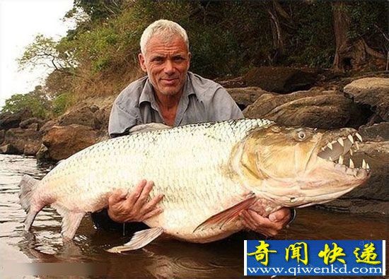 食人鱼吃人疯狂撕咬 全球最恐怖鱼类盘点