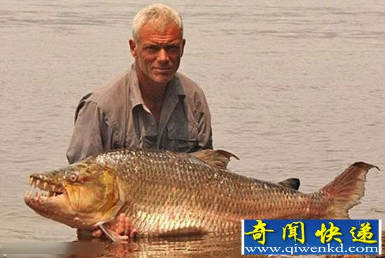 食人鱼吃人疯狂撕咬 全球最恐怖鱼类盘点