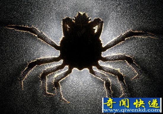 【恐怖慎入】寄生虫变成僵尸昆虫:吸脑者钻出寄主身体