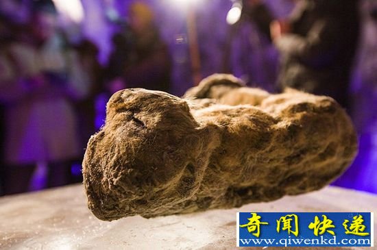 冰冻万年的西伯利亚狮子:和家猫一样大?