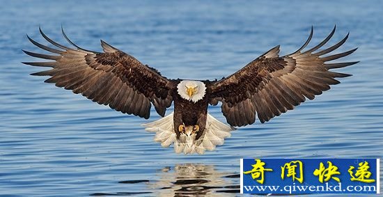 十大陆地动物大力士盘点 身强体壮战斗力惊人