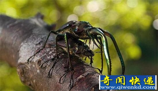 60亿人类的地球 动物的数量有多少亿
