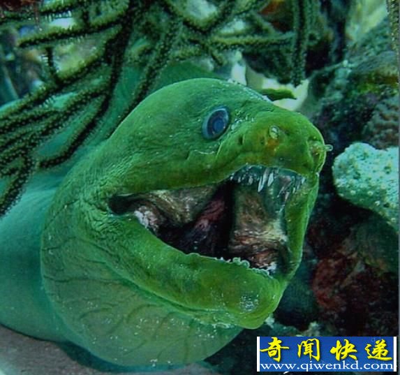 盘点全球最恐怖的九大恶魔鱼