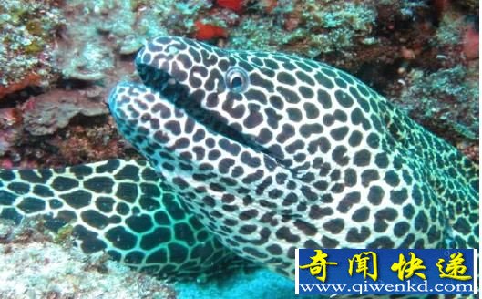 盘点全球最恐怖的九大恶魔鱼