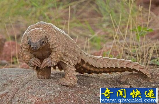 全球罕见32种稀有动物 奇珍异兽各怀绝技
