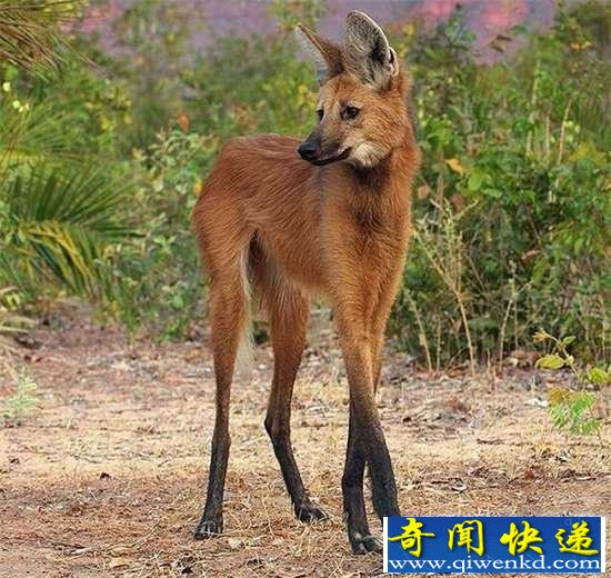 全球罕见32种稀有动物 奇珍异兽各怀绝技