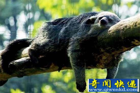 全球罕见32种稀有动物 奇珍异兽各怀绝技