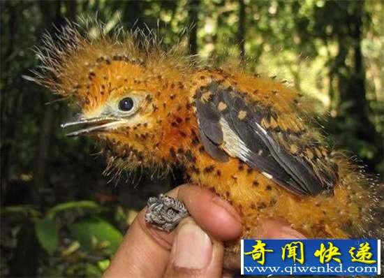 全球罕见32种稀有动物 奇珍异兽各怀绝技