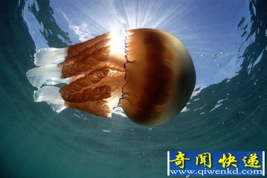 英国海岸附近发现巨型水母:重约64斤