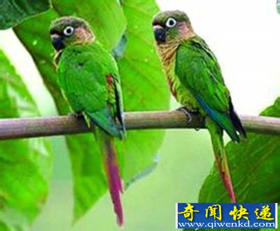 自然界十大最神奇动物 鹦鹉有6岁孩子智力