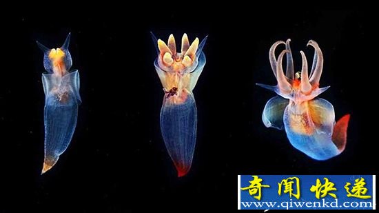 【动物美图】宛如精灵般神秘又美丽的海洋生物