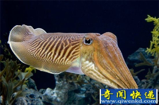 盘点全球十大神秘动物:被认作海妖的巨型乌贼