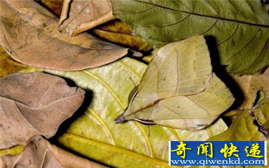 动物界的伪装大师:人类特工黯然失色