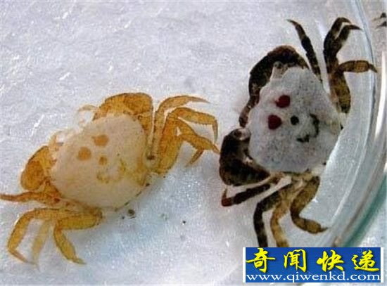 长着人脸的十大动物盘点:这是谁干的!