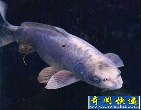 长着人脸的十大动物盘点:这是谁干的!