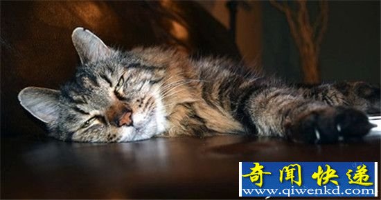 这是一个27岁的猫和身高1米22的兔子的故事