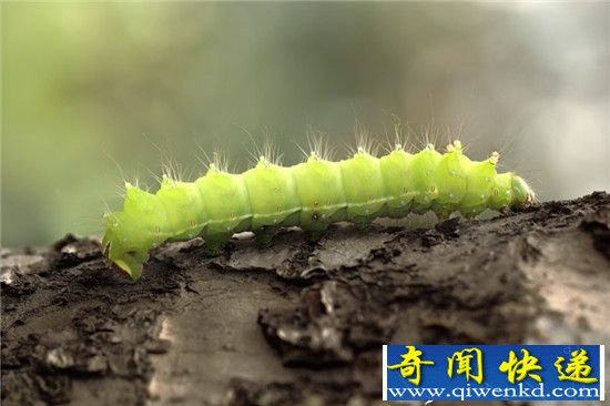 虫子打破衰老定律 人类或能永葆青春