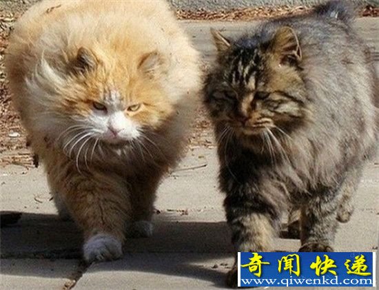 猫比狗长寿的秘诀竟然是:高冷!