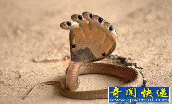 五头蛇被奉为百年难遇神灵 全球18大神秘动物