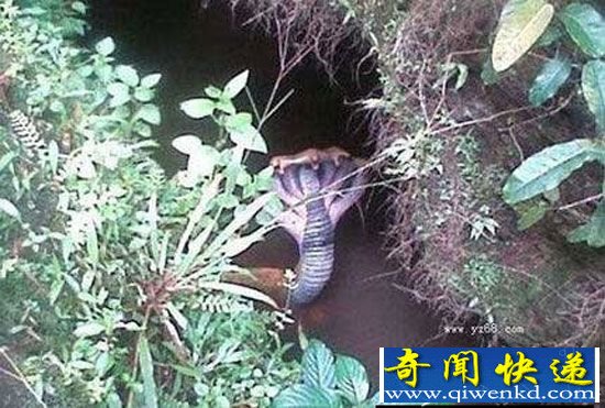 五头蛇被奉为百年难遇神灵 全球18大神秘动物