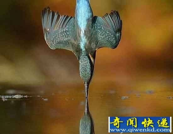 翠鸟捕食美如画:摄影师六年时间捕捉生动画面