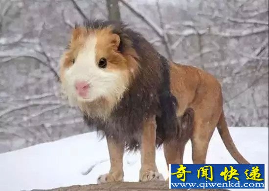 杂交动物界的十大奇葩:鲨鱼与犀牛杂交生个啥?