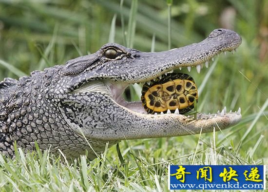 美国一饥饿短吻鳄吞食乌龟和蛇 场面血腥震撼心灵