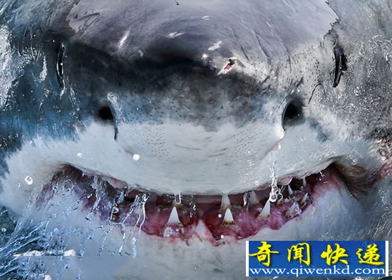 摄影师近距离拍摄巨齿大白鲨:血盆大口似卡通形象
