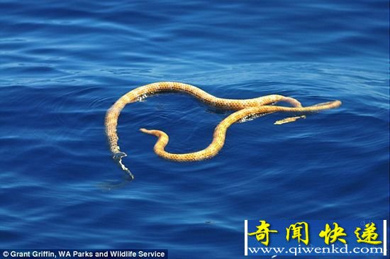 澳西海岸发现灭绝蛇类 忙于繁衍后代
