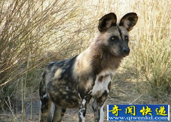 动物界十大陆地速度之王盘点 猎豹时速112英里得冠
