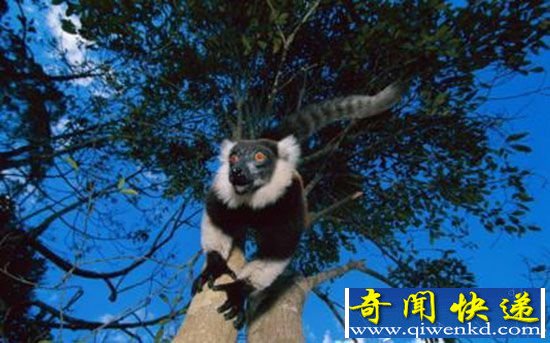 全球濒危灭绝动物 苏门答腊犀牛不足200只