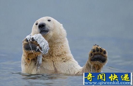 萌呆北极熊:摆弄鲸鱼尸体残骸似跳舞