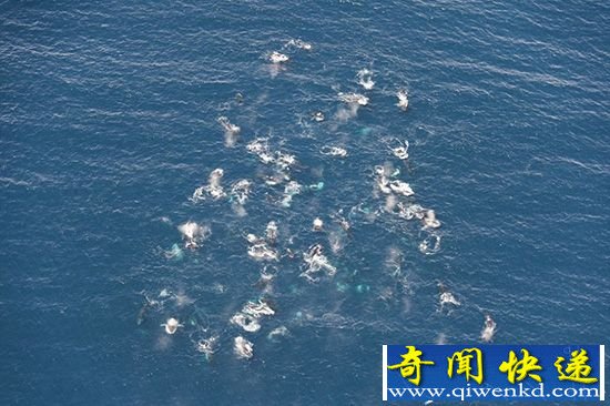 南非开普敦座头鲸群聚集觅食 呈现海中盛宴