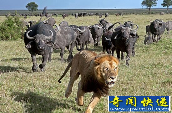 狂野激烈动物战争 雄狮被水牛追仓皇而逃