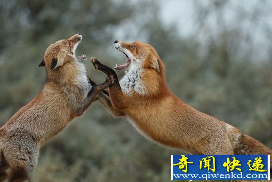 狂野激烈动物战争 雄狮被水牛追仓皇而逃