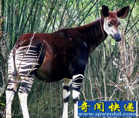 ȫʮض Ź̸ֻ