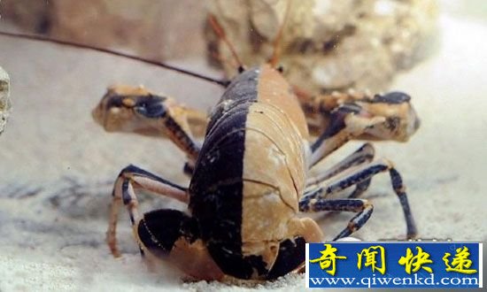 十大超能变异动物