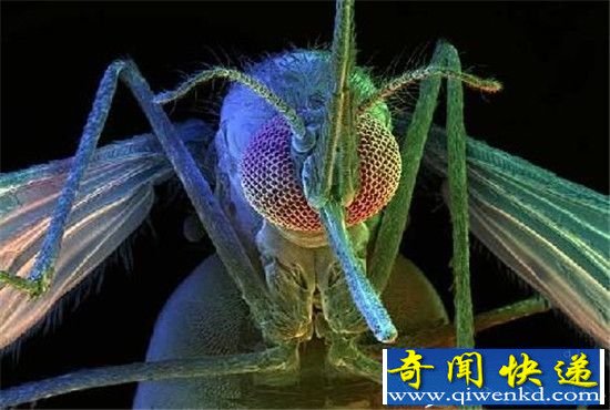 盘点:生物界十大吸血动物 吸血蝙蝠排在末位