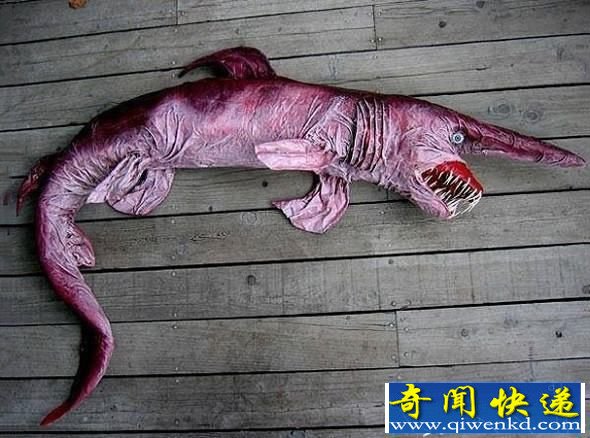 盘点全球16种最奇异动物:恐怖悚人的妖精鲨鱼