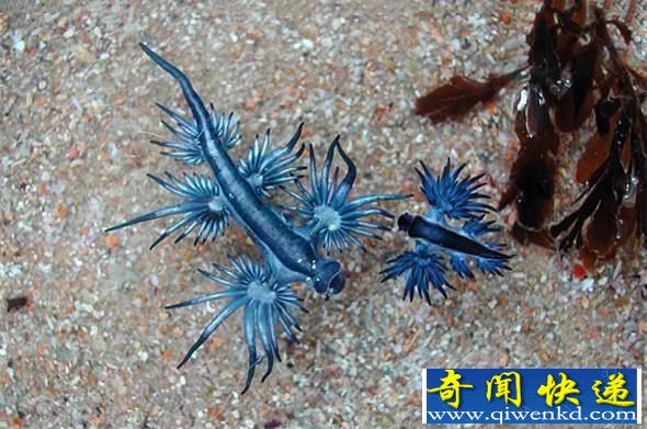 盘点全球16种最奇异动物:恐怖悚人的妖精鲨鱼