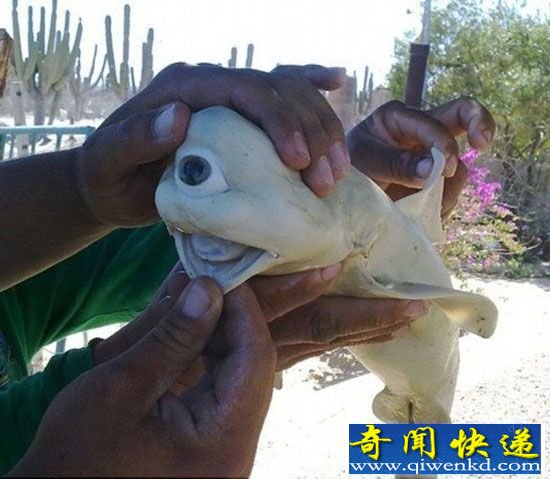 动物世界十大最罕见变异动物:独眼鲨寿命极短