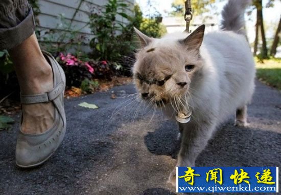 动物世界十大最罕见变异动物:独眼鲨寿命极短