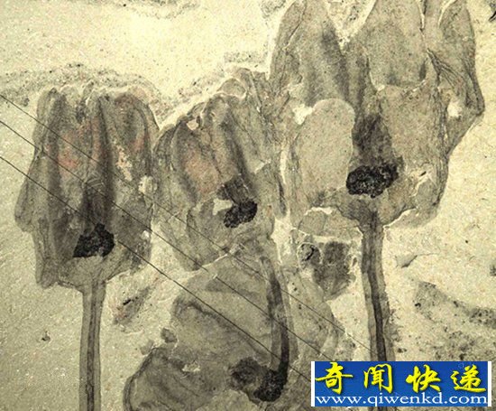 古生物学家发现史前动物化石 形似郁金香