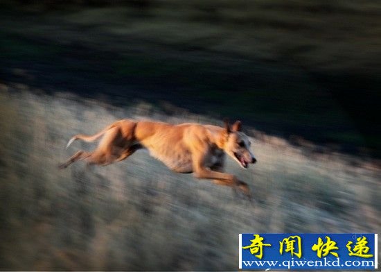动物界十大陆地速度之王盘点 猎豹时速112英里得冠