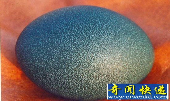 史前恐龙十大特征 五颜六色的恐龙蛋