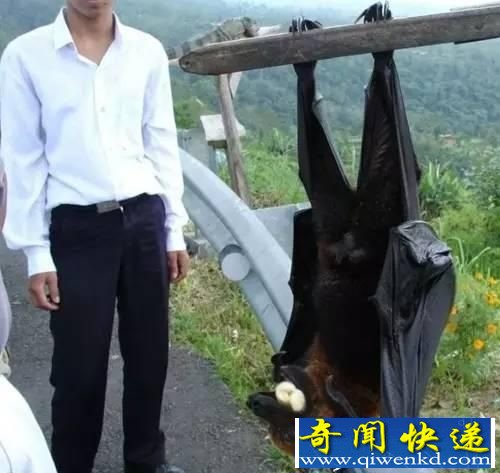 12种巨型动物盘点 远古蜈蚣可令狮虎胆寒