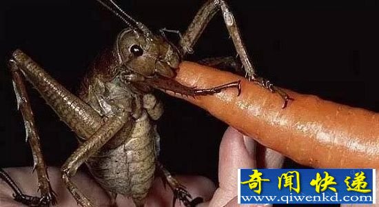 12种巨型动物盘点 远古蜈蚣可令狮虎胆寒