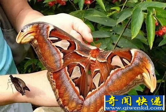 12־ް ֩繷