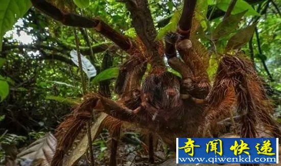 12־ް ֩繷