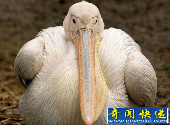 全球十大最胖动物盘点